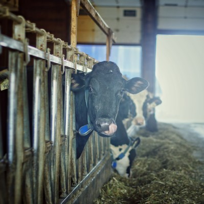 Foxtrot-Dairy-Campground-Licky-the-cow