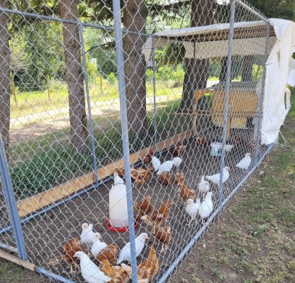 Foxtrot-Dairy-Campground-chickens