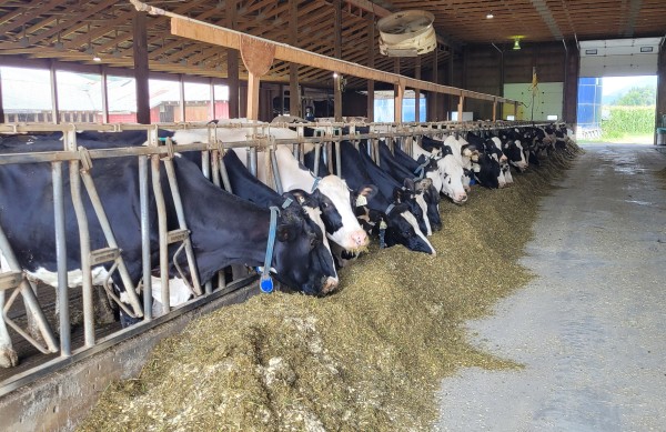 Foxtrot-Dairy-Campground-cows-in-barn