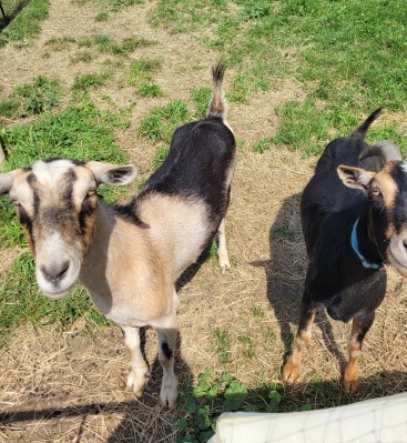 Foxtrot-Dairy-Campground-goats