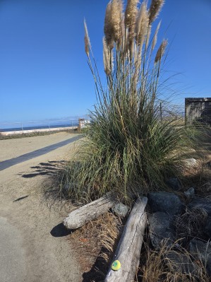 Park Sands Beach Shot