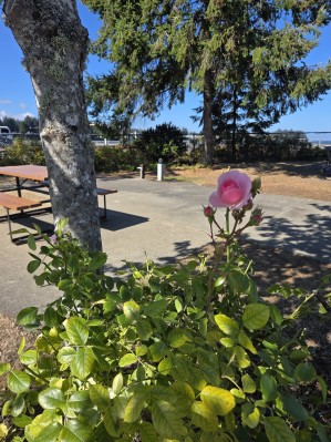 Park Sands Beach Sites
