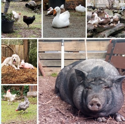 Strongwater-cabins-campground-furry-farm-fam