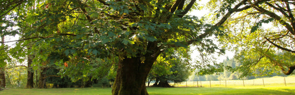 Arrowvale Riverside tree