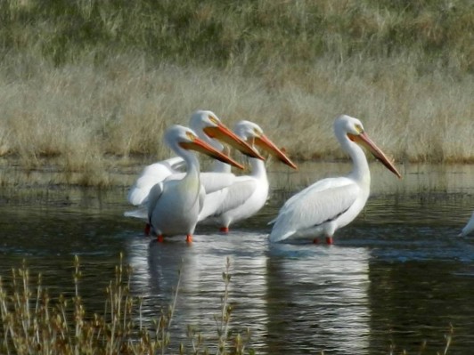 Barneys Lakeside pelicans
