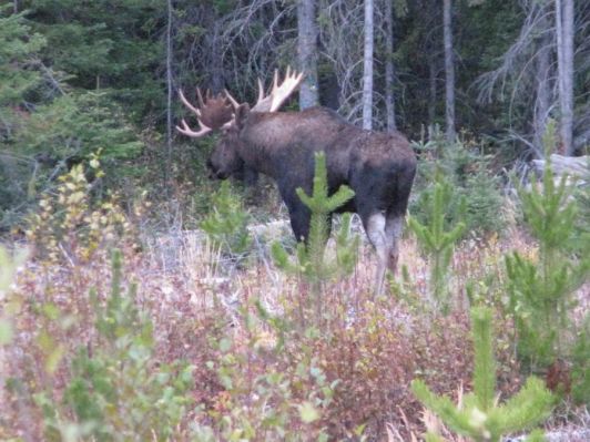 Finger Lake Wilderness Resort Moose