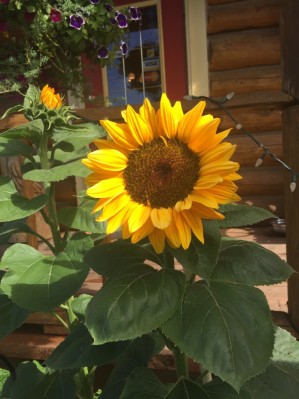 The Historic Chilcotin Lodge Sunflowers