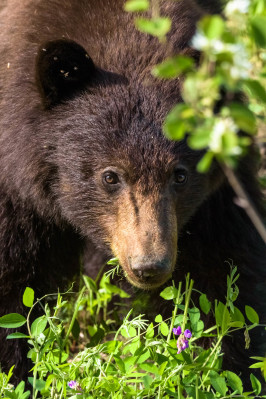 kasiks-wilderness-resort-bear
