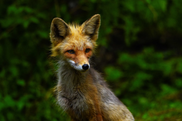 kasiks-wilderness-resort-Fox