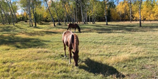 Little Horse Lodge horses
