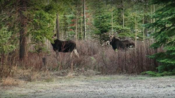 Northern Experience RV Park & Campground moose