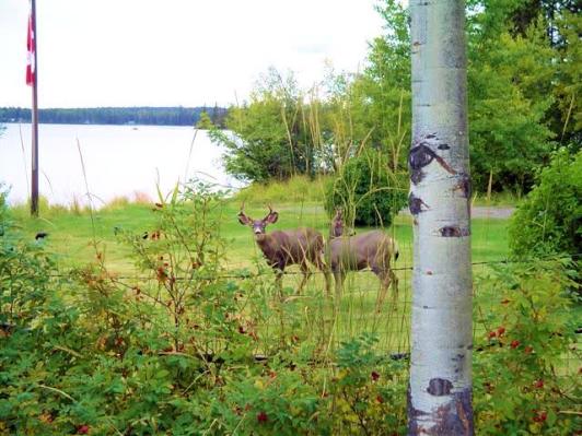 Sheridan Lake Resort Deer