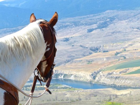 Sundance Guest Ranch Horse