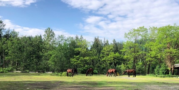Tamihi Meadows Horses