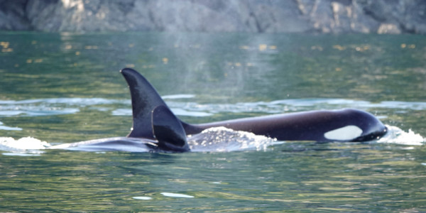 Telegraph Cove Marina & RV Park Orca