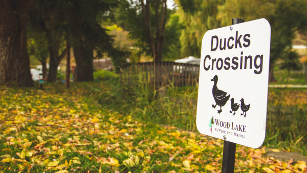 Wood Lake RV Park & Marina duck crossing