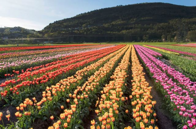 Bloom, The Abbotsford Tulip Festival