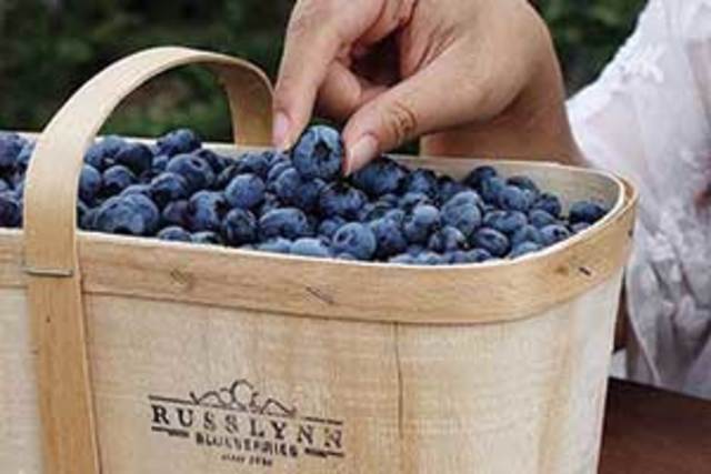 RussLynn Blueberries