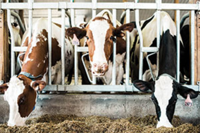 EcoDairy