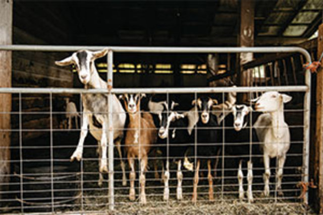 Goats Pride at McLennan Creek