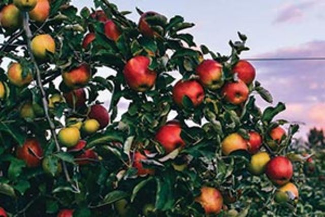 Willow View Farms