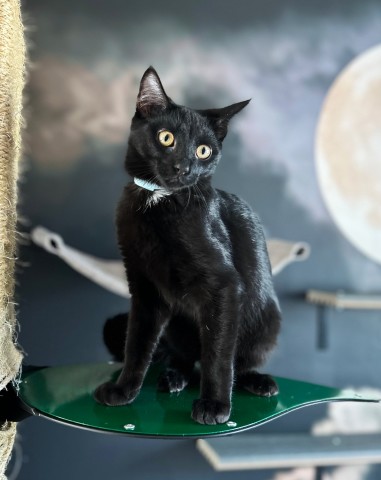 Black-Cat-1_431B38F6-98E0-5892