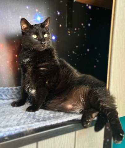 House of Black Cat Magic, Co. | Explore Asheville