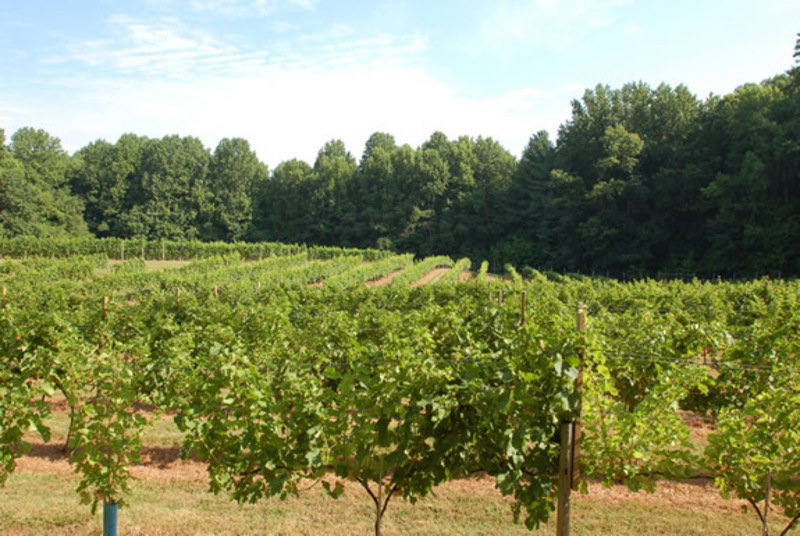 Visit Annapolis - Thanksgiving Farm Winery