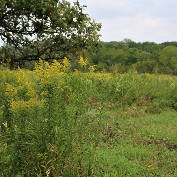 Nature Centers, Reserves, Wetlands, and Prairies Visit Beloit