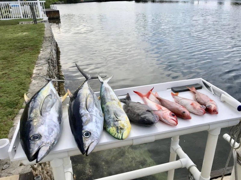 Options - Tuna, Dolphin and Snapper