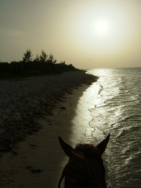 Moonlight Horseback Ride on Beach