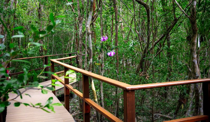Orchid Boardwalk
