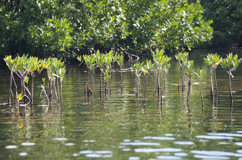 Mangrove Forrests
