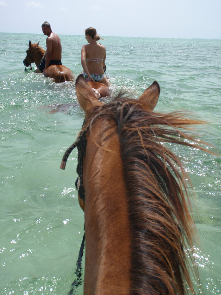 Swimming Horses in Sea