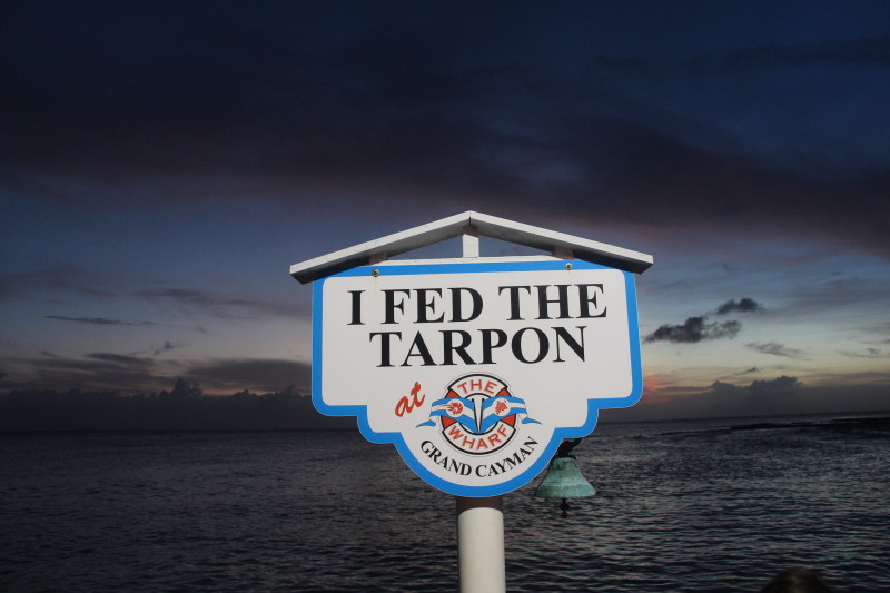have you fed the tarpons yet?