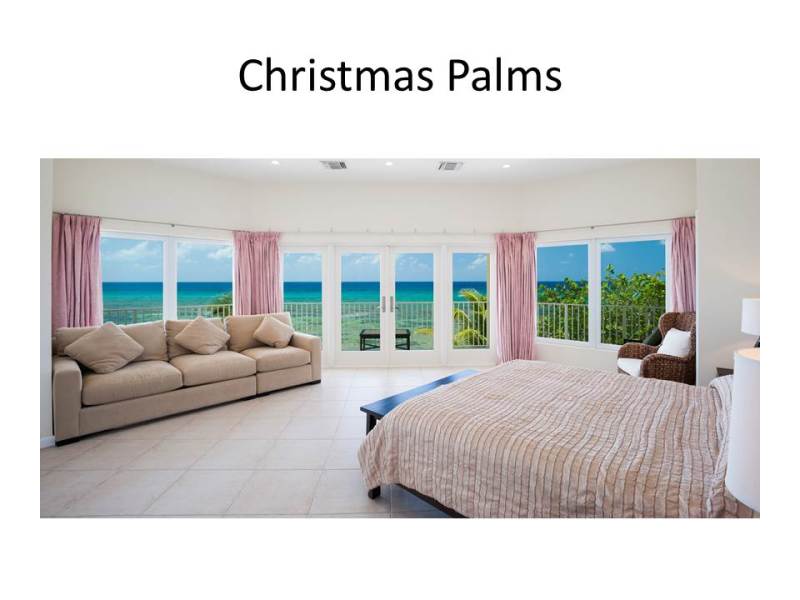 Christmas Palms