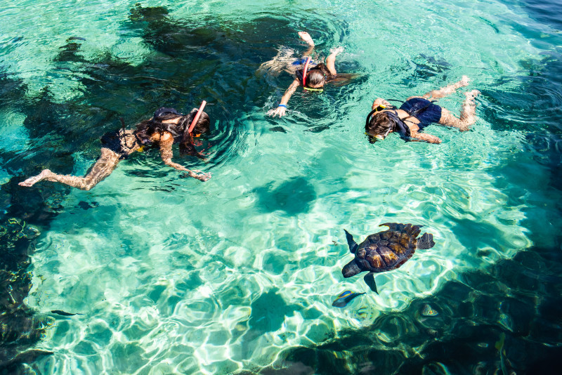 Snorkel with sea turtles in our lagoon