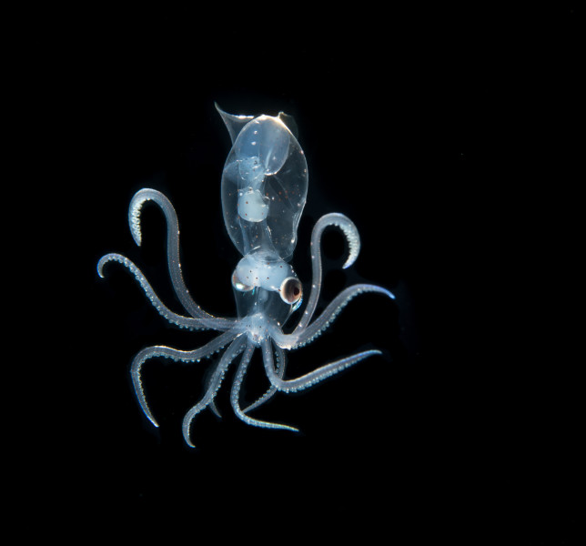 Don Foster's Dive Cayman - Black Water Dive Specialists