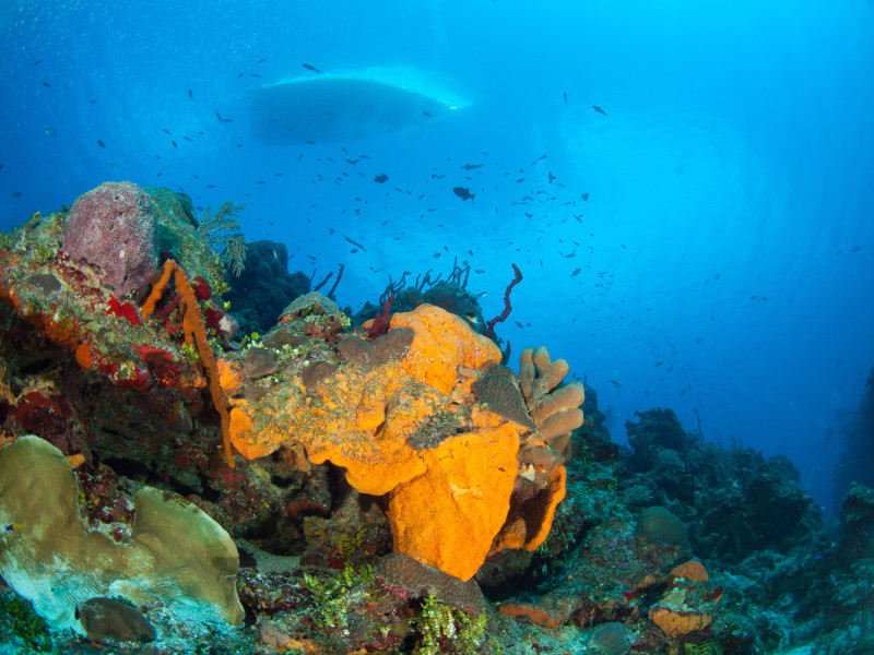 Under Water Photographers Paradise! Wide Angle or Macro Heaven!