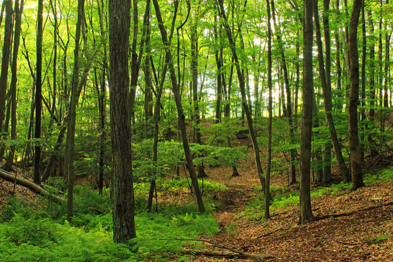 Cherry Valley State Forest