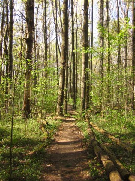 Decatur State Forest