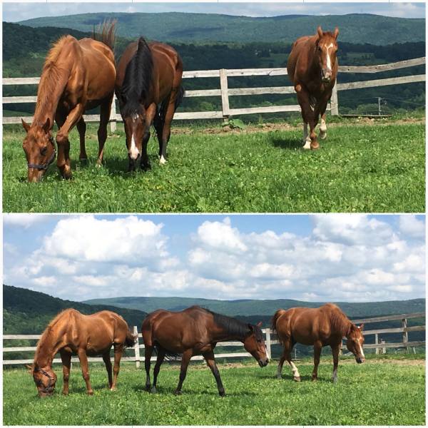 Brass Ring Farm