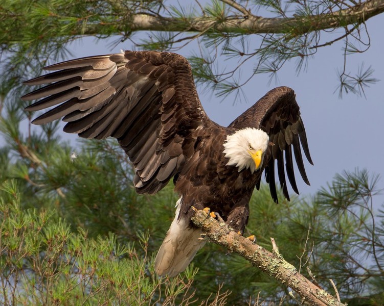 Delaware Otsego Audubon Society Sanctuary