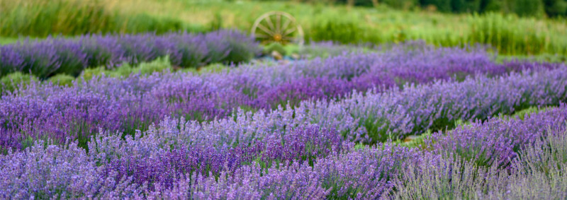 Kingfisher Lavender