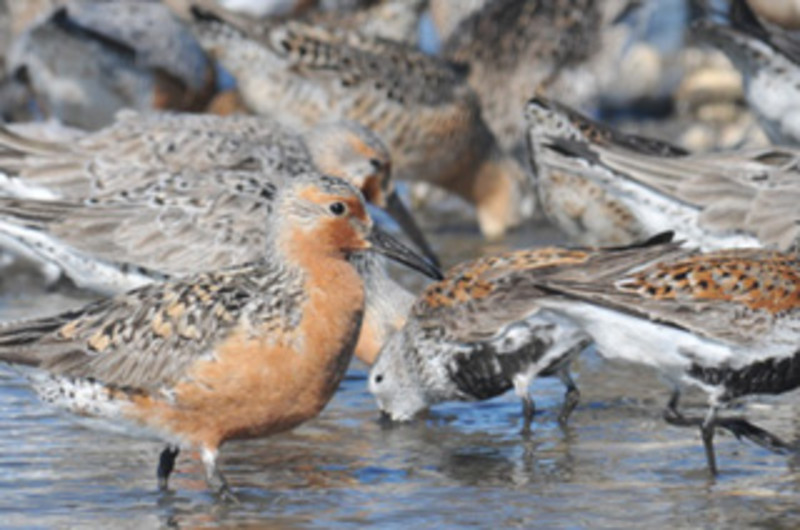 Cape May National Wildlife Refuge