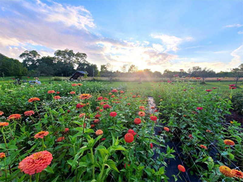 OneEighty Petals U-Pick Flower Farm & Studio