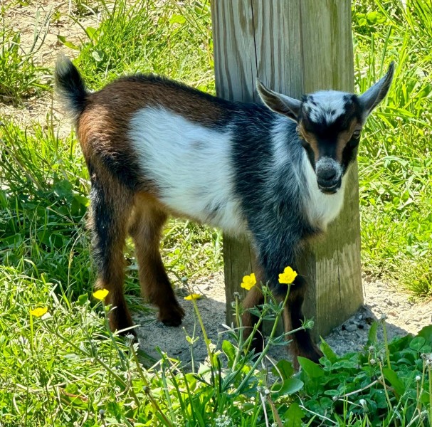                         A baby goat at Barton Orchards.
                        