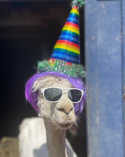                         Bella the alpaca at Lilymoore Farm in Pleasant Valley.
                        