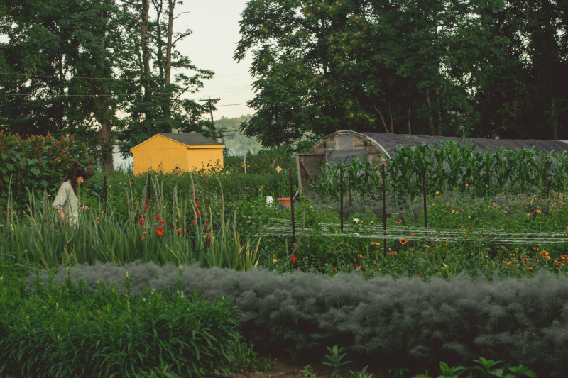                 A woman in the distance walks through a field of flowers at Foxtrot Farm and Flowers in Stanfordville with a yellow shed and a greenhouse in the background.
                