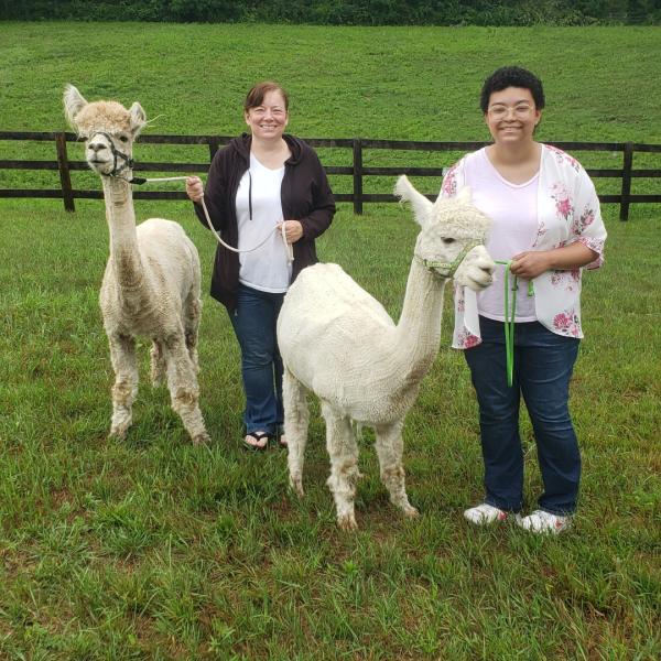                         Many of our alpacas are trained to walk with individual 9 and older.
                        